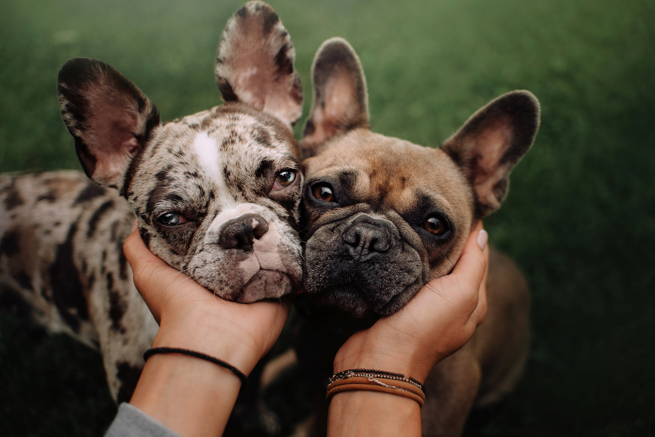 two french bulldogs happy to be pet